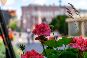 Pink geraniums in the foreground with a blurred view of a city promenade and pedestrians in the background.