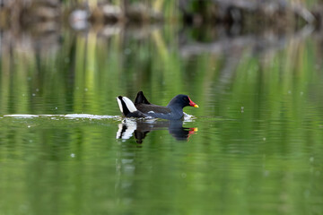 Active Male Eurasian Moorhen Swims In The Lake