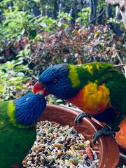 blue and yellow macaw