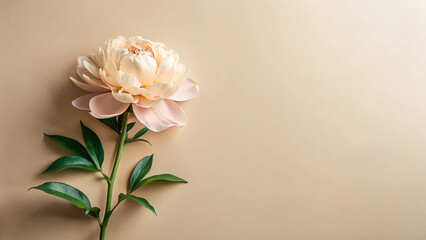 Fototapeta premium Beige Background with Peony Flower – Elegant, Floral, Minimal, Nature, Soft, Delicate, Bloom, Beauty, Pastel, Petals