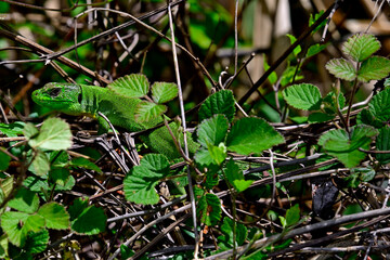 Westliche Riesensmaragdeidechse // Balkan green lizard (Lacerta trilineata trilineata) - Peloponnes, Griechenland