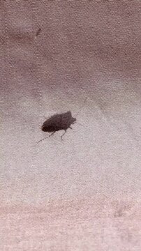 Silhouette de Nezara viridula projet&eacute;e sur un rideau &ndash; ombre chinoise d&rsquo;une punaise verte ponctu&eacute;e visible en transparence