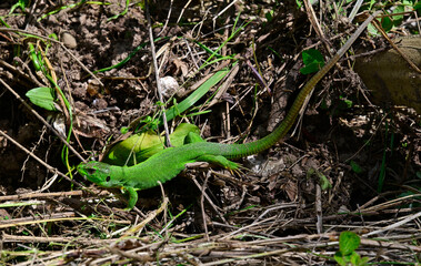 Westliche Riesensmaragdeidechse // Balkan green lizard (Lacerta trilineata trilineata) - Peloponnes, Griechenland