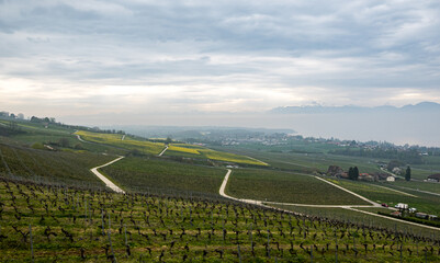 Vineyards stretch across the foreground under a cloudy sky, with a misty Lake Geneva and the Alps forming a hazy backdrop
