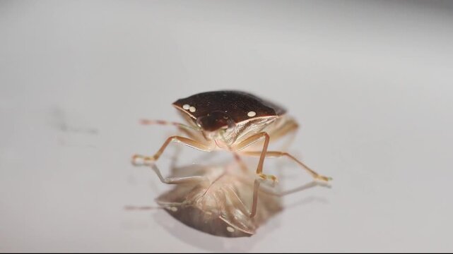 Macro de Palomena prasina, punaise verte, pos&eacute;e sur surface r&eacute;fl&eacute;chissante &ndash; vue de profil avec reflets et antennes color&eacute;es visibles