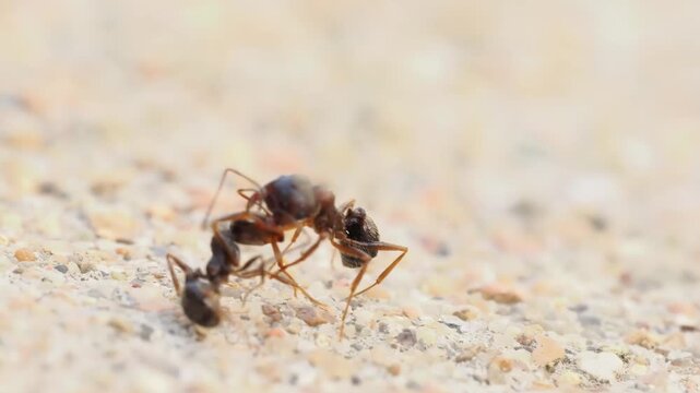 Combat entre deux fourmis (Formicidae ind&eacute;termin&eacute;es) sur sol min&eacute;ral &ndash; sc&egrave;ne de comportement agonistique en macrophotographie