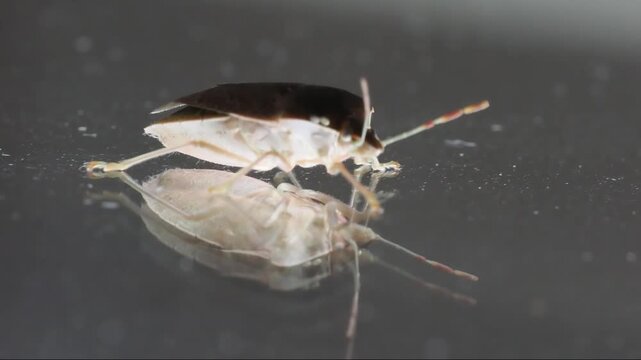 Macro de Palomena prasina, punaise verte, pos&eacute;e sur surface r&eacute;fl&eacute;chissante &ndash; vue de profil avec reflets et antennes color&eacute;es visibles