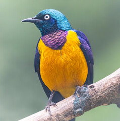 Close-up view of a Golden-breasted Starling (Cosmopsarus regius)
