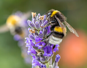 Close-up view of a garden bumblebee on a Lavender Flower