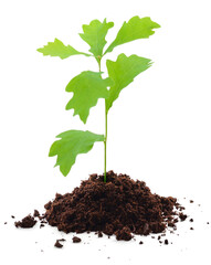 Tree oak planted in the soil.