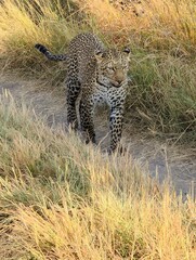 Leopard walking on a dirt road in the savannah
