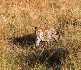 Leopard walking in tall grass in the Masai Mara National Reserve, Kenya