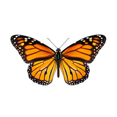 Fototapeta premium Beautiful monarch butterfly with intricate wing patterns isolated on transparent background
