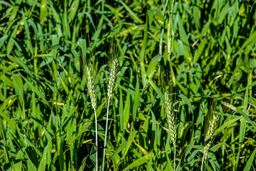 green grass background