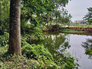 Tree  branches with green fresh leaves and twigs forming intricate natural patterns in a forest