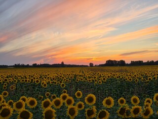Fototapeta premium sunflower field at sunset