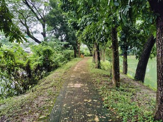 A quiet pathway surrounded by trees and greenery, offering a peaceful environment for walking and relaxing amidst nature. The wet pavement and empty bench evoke solitude and tranquility.
