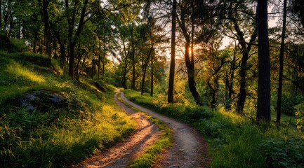 Obraz premium Sun-drenched forest path winds through verdant trees. Golden sunlight filters through the canopy, illuminating a curving dirt road. Nature's beauty, tranquility, and serenity