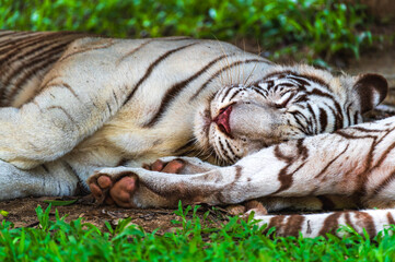 Calm White tiger sleeping in nature 