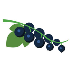 Grewia asiatica, phalsa, phalsa berry, phalsa fruit, phalsa juice, phalsa smoothie, phalsa syrup, phalsa extract, phalsa plant, phalsa tree, phalsa leaves, phalsa flowers, phalsa cultivation, phalsa