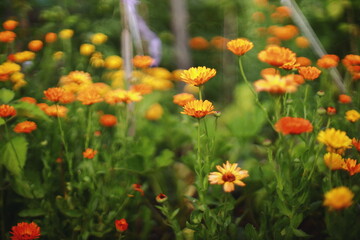 Bright pink wildflowers growing against a textured deep blue background, creating a striking color contrast. Close-up composition with green leaves and soft natural light,pink flowers, wildflowers, bl