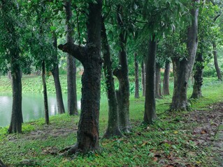 Beautiful landscape featuring a tranquil lake surrounded by verdant greenery and tall trees. Reflects the calming ambiance of nature and tranquility, providing a sense of peace and relaxation.