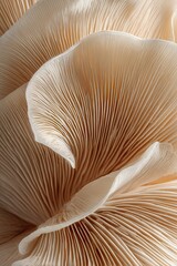 Close-up view of delicate, pale beige mushroom gills