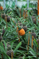 Tropical fruit plantation with rows of pineapple plants, exotic travel destination.