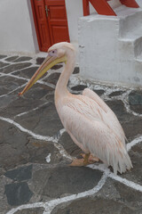 Famous Pelikan Petros in the cobbled streets of Mykonos, Cyclades, Greece