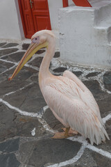 Famous Pelikan Petros in the cobbled streets of Mykonos, Cyclades, Greece