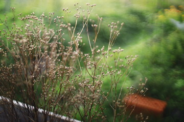 Close-up of a dry wild plant with delicate seed heads against a blurred green garden background. The soft focus and bokeh give the image a dreamy, peaceful atmosphere. Captured in natural light