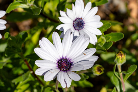 Cape marguerite. Dimorphotheca ecklonis, also known as Cape Marguerite, African daisy, Van Staden's River , Sundays River , white daisy bush, blue-and-white daisy bush, star of the veldt, Kaapse