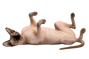 sphinx cat lies on its back. cat resting. pedigree cat. bald cat on a transparent background
