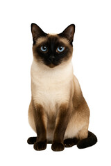Siamese cat sitting on a transparent background. blue-eyed cat. purebred cat