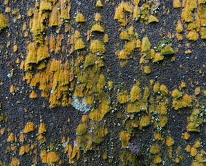 Yellow mossy wall texture background