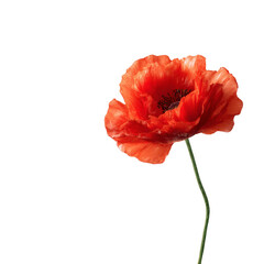 Single vibrant poppy, crimson petals, dark background