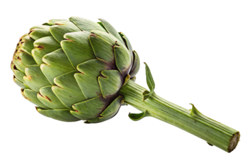 Green Globe Artichoke on a White Background