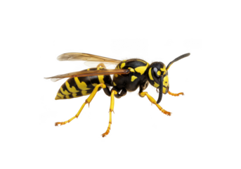 Closeup side view of a yellow and black striped wasp insect with wings and antennae isolated on transparent background