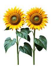 Bright Yellow Sunflower Blooms with Green Leaves on Transparent Background, High-Resolution Realistic Illustration