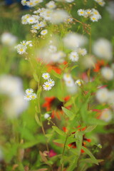 Close-up of blooming white daisies in a summer field with blurred red flowers and green background, captured with shallow depth of field and beautiful bokeh effect.