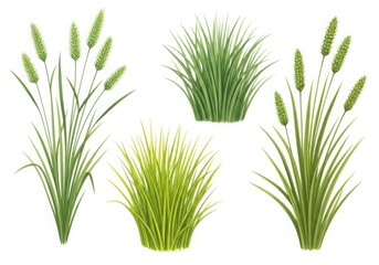 Various types of green grass isolated on white background
