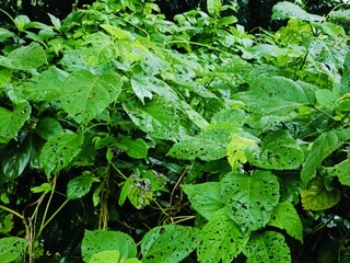 Tree  branches with green fresh leaves and twigs forming intricate natural patterns in a forest