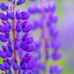 Close-up of vibrant lupine flowers