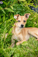 Portrait of a red pinscher dog lying on grass in summer