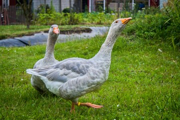 Geese guarding their territory at a yard