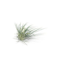 Obraz premium Patch of Wild Grass with Thin Blades Isolated on Transparent Background