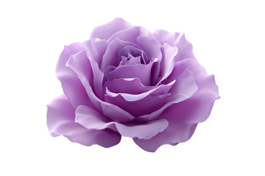 Close-up of a vibrant,  lilac rose.  Soft,  rounded petals
