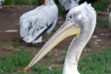 Dalmatian Pelikan at the Schönbrunn,zoo in Vienna, Austria 