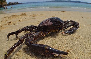 Coastal Survivor: Crab on a Southern Chilean Beach
