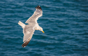 Seagull in mid-flight with wings spread wide, gliding gracefully over the deep blue sea on a sunny day.